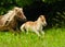A very small and cute foal of a chestnut shetland pony, near to it`s mother, galoping in  the meadow