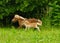 A very small and cute foal of a chestnut shetland pony, near to it`s mother, galoping in  the meadow