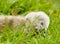 A very small and fluffy little swan, just slipped, newborn, rests and gaggles at the banks of a lake.  Very cute and awesome.