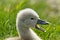 A very small and fluffy little swan, just slipped, newborn, rests and gaggles at the banks of a lake.  Very cute and awesome.