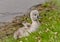 A very small and fluffy little swan, just squabbled, newborn, rests and gaggles at the banks of a lake.  Very cute and awesome.