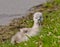 A very small and fluffy little swan, just squabbled, newborn, rests and gaggles at the banks of a lake.  Very cute and awesome.