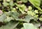Very small frog on anAlchemilla mollis - Lady`s mantle