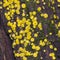 Very small fungus yellow fairy cups or lemon discos, Bisporella citrina, on old wet wood macro texture, selective focus