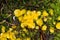 Very small fungus yellow fairy cups or lemon discos, Bisporella citrina, on old wood in moss macro, selective focus