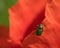 A very small green leaf beetle sitting on a red poppy blossom