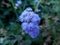 a very small honeybee is nesting on a flower