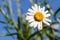 A very small insect trying to pollinate a big daisy