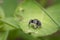 A very small jumping spider sitting on a green leaf