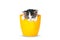 Very small kitten in pots on a white background.