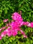 very small pink flowers growing in city flower garden