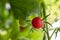 Very small ripe red tomato on a bush in a greenhouse