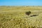 Very small single bush in steppe with a clear blue sky on the horizon