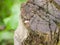 A very small snail on the top of a wooden post up close