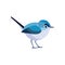 Very small songbird blue-gray gnatcatcher in the family gnatcatcher. Tiny cute bird Cartoon, flat style character of