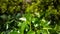 Very small, sweet puppy - miniature schnauzer sitting in a garden on green grassGreen garden shrub with juicy leaves