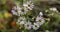 Very small white autumn daisies bloom in winter.