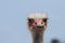 Very Stern Face on an Ostrich Against a Blue Sky