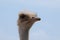 Very Stern Looking Ostrich Against a Blue Sky