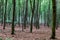 Very straight standin trees - Nationalpark Eifel Achen in German