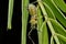 Very strange green garden bug walking down on a leaf