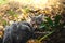 Very surprised gray tabby kitten in the backyard looks funny, photo for memes, ears turned back
