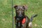 Very Sweet Aruban Cunucu Dog Sitting in Grass