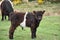 Very Sweet Faced Baby Belted Galloway in a Field