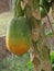 Very sweet papaya  and very beautiful nice fruit