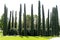 Very tall cypress trees in a Park in southern country