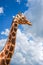 A very tall giraffe stands with his head in the clouds and patches of blue sky.