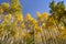 Very Tall Golden Fall Aspen Trees In Vail Colorado