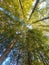 Very tall metasequoia trees up to the sky