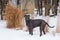 Very tall and muscular male blue great Dane with uncropped ears and white chest markings standing in fresh snow