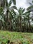 Very tall oil palm trees in South Sumatra plantations. Indonesia.