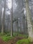 Very tall pinetrees in a mystical, misty forest