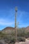 A very tall Saguaro Cactus in dense, desert vegetation in front of mountains in Saguaro National park