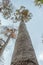 Very Tall, Straight Tree Growing into a Woodland Sky