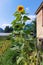 Very tall sunflower in the garden. Household economy. The northern city. A fruitful year.