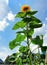 Very tall sunflower in the garden. Household economy. The northern city. A fruitful year.