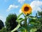 Very tall sunflower in the garden. Household economy. The northern city. A fruitful year.