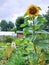 Very tall sunflower in the garden. Household economy. The northern city. A fruitful year.Find the dog in the photo.
