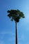 Very tall tree with a beautiful crown on the background of a clear blue sky. Perfectly smooth tree trunk