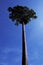 Very tall tree with a beautiful crown on the background of a clear blue sky. Perfectly smooth tree trunk