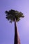 Very tall tree with a beautiful crown on the background of a clear blue sky. Perfectly smooth tree trunk