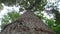 a very tall tree in a garden.a durian tree.the durian is the edible fruit of several tree species belonging to the genus Durio.