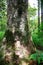 Very tall tree towering above thre land in New Zealnd.