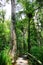 Very tall tree towering above thre land in New Zealnd.