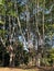 Very tall trees lush in park forest.