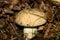 Very tasty and healthy mushroom is a delicacy. Half-white mushroom under the oak.